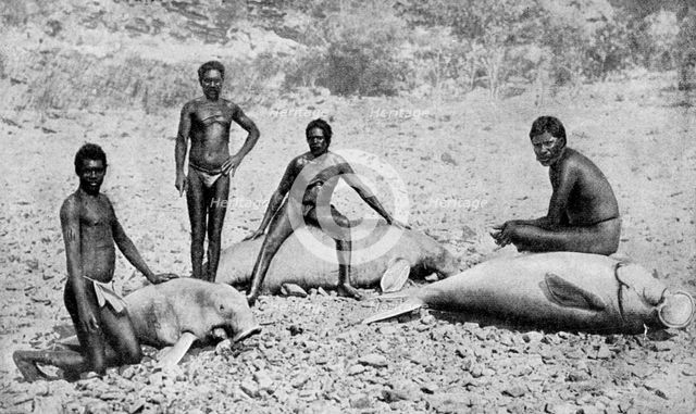 Speared manatee, north-west Australia, 1922. Artist: Unknown