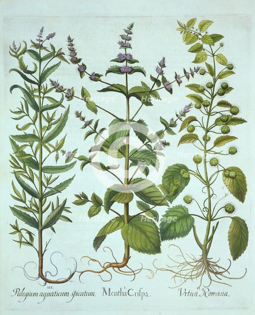 Spearmint, Roman Nettle and Long-Leaved Horsemint, from 'Hortus Eystettensis', by Basil Besler (1561