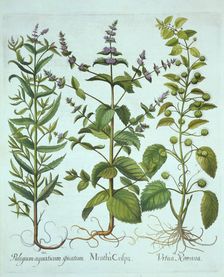 Spearmint, Roman Nettle and Long-Leaved Horsemint, from Hortus Eystettensis by Basil Besler (1561