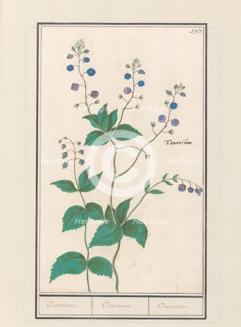 Speedwell or germander speedwelll (Veronica chamaedrys), 1596-1610. Creators: Anselmus de Boodt, Elias Verhulst.