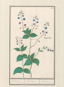 Speedwell or germander speedwelll (Veronica chamaedrys), 1596-1610. Creators: Anselmus de Boodt, Elias Verhulst