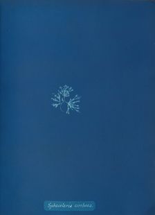 Sphacelaria cirrhosa, ca. 1853. Creator: Anna Atkins