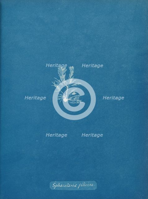 Sphacelaria filicina, ca. 1853. Creator: Anna Atkins.