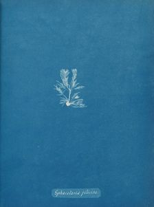 Sphacelaria filicina, ca. 1853. Creator: Anna Atkins
