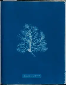 Sphacelaria scoparia, 1843 or 1844. Creator: Anna Atkins
