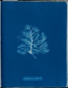 Sphacelaria scoparia, 1843 or 1844. Creator: Anna Atkins