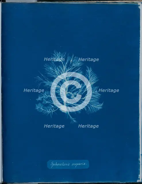 Sphacelaria scoparia, 1843 or 1844. Creator: Anna Atkins.