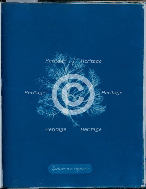 Sphacelaria scoparia, 1843 or 1844. Creator: Anna Atkins.