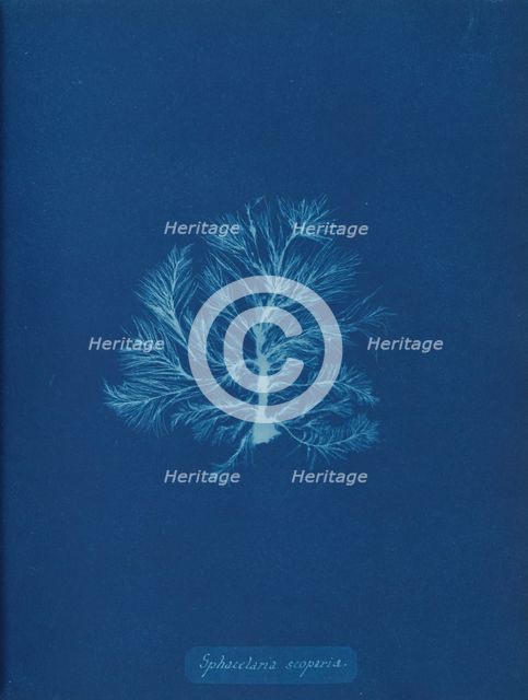 Sphacelaria scoparia, ca. 1853. Creator: Anna Atkins.