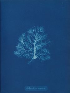 Sphacelaria scoparia, ca. 1853. Creator: Anna Atkins