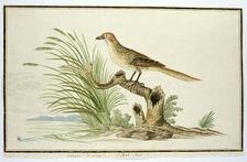 Sphenoeacus afer (Cape grassbird), 1777-1786. Creator: Robert Jacob Gordon