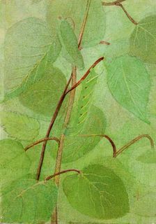 Sphinx Caterpillar, study for book Concealing Coloration in the Animal Kingdom, n.d. Creator: Abbott Handerson Thayer