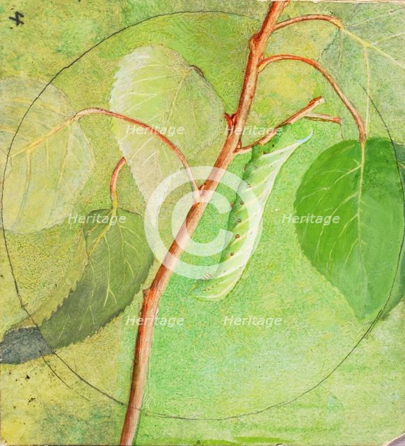 Sphinx Caterpillar, study for book Concealing Coloration in the Animal Kingdom, n.d. Creator: Abbott Handerson Thayer.