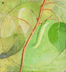 Sphinx Caterpillar, study for book Concealing Coloration in the Animal Kingdom, n.d. Creator: Abbott Handerson Thayer