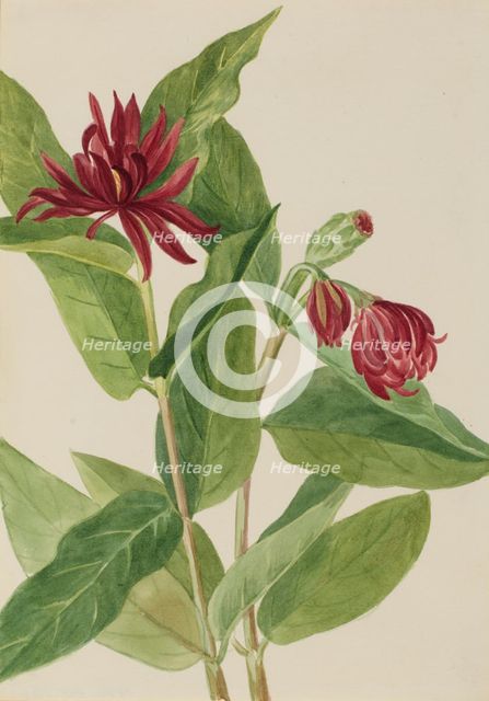 Spicebush (Calycanthus occidentalis), early 1930s. Creator: Mary Vaux Walcott.