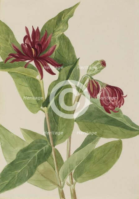 Spicebush (Calycanthus occidentalis), early 1930s. Creator: Mary Vaux Walcott.