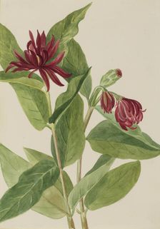 Spicebush (Calycanthus occidentalis), early 1930s. Creator: Mary Vaux Walcott