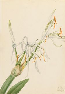 Spider Lily (Hymenocallis rotata), 1919. Creator: Mary Vaux Walcott