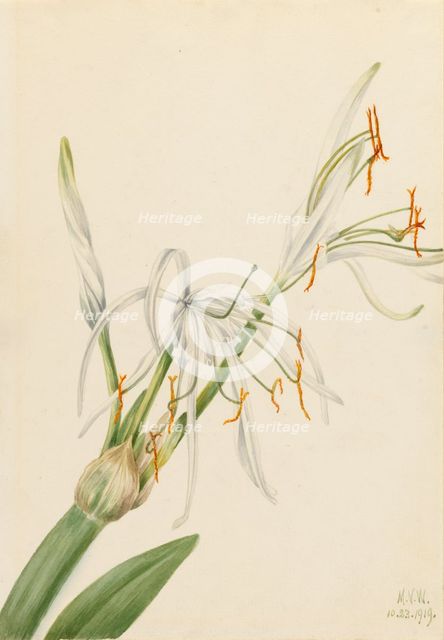 Spider Lily (Hymenocallis rotata), 1919. Creator: Mary Vaux Walcott.