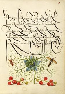 Spider, Love-in-a-Mist, Potter Wasp, and Red Curran, 1561-1562; illumination added 1591-1596. Creator: Joris Hoefnagel