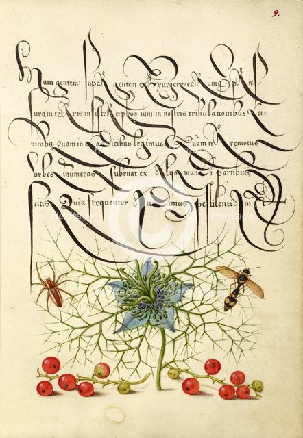 Spider, Love-in-a-Mist, Potter Wasp, and Red Curran, 1561-1562; illumination added 1591-1596. Creator: Joris Hoefnagel.
