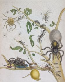 Spiders with their eggs, 1705. Creator: Pieter Sluyter