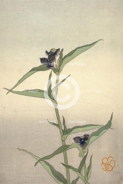 Spiderwort, about 1908. Creator: Wilhelmina Seegmiller.