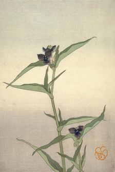 Spiderwort, about 1908. Creator: Wilhelmina Seegmiller