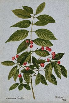 Spindle-tree (Euonymus europea): fruiting stem, 1904. Creator: Unknown