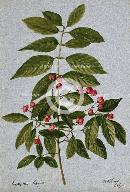 Spindle-tree (Euonymus europea): fruiting stem, 1904. Creator: Unknown.