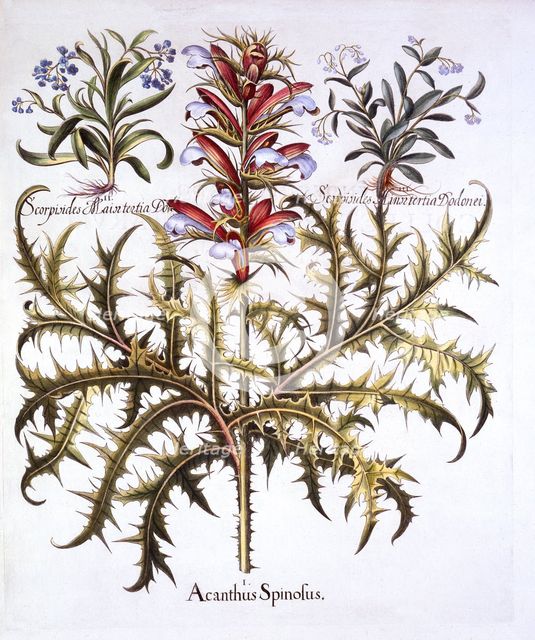 Spiny Bear's Breech and Forget-Me-Nots, from 'Hortus Eystettensis', by Basil Besler (1561-1629), pub