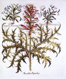 Spiny Bear's Breech and Forget-Me-Nots, from Hortus Eystettensis by Basil Besler (1561-1629), pub