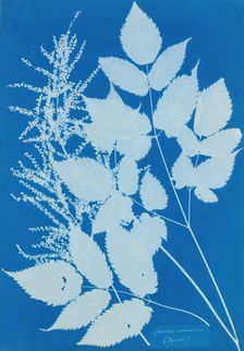 Spiraea aruncus (Tyrol), 1851-54. Creator: Anna Atkins