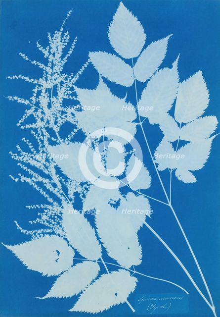 Spiraea aruncus (Tyrol), 1851-54. Creator: Anna Atkins.