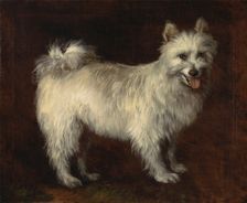 Spitz Dog;A Dog, ca. 1765. Creator: Thomas Gainsborough
