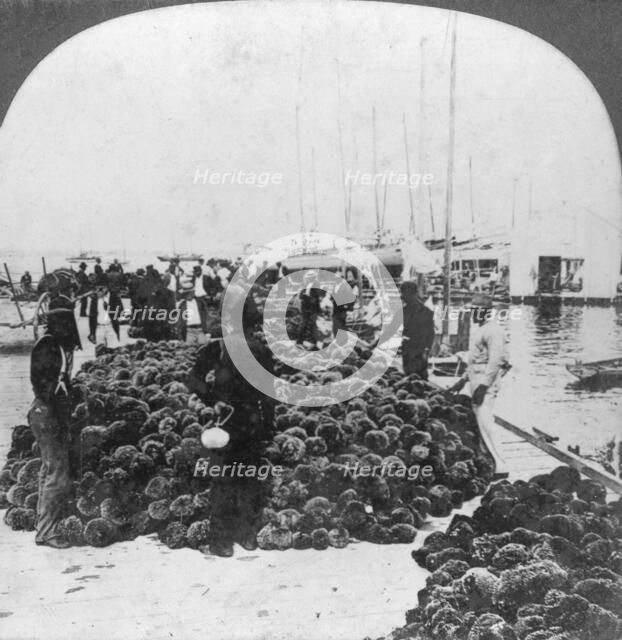 Sponge market, Key West harbour, Florida, USA, c1900(?). Artist: Keystone View Company