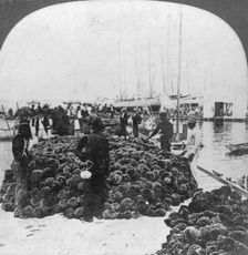 Sponge market, Key West harbour, Florida, USA, c1900(?). Artist: Keystone View Company