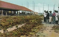 Sponge Market, Nassau, Bahamas 1930s. Creator: Unknown