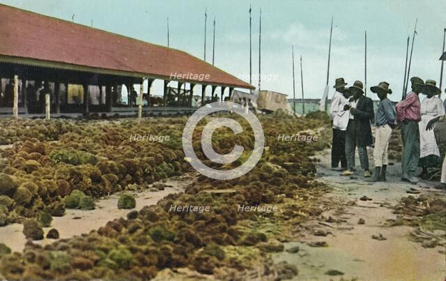 'Sponge Market, Nassau, Bahamas', 1930s. Creator: Unknown.