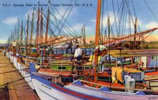 Sponge fleet in the harbour, Tarpon Springs, Florida, USA, 1940