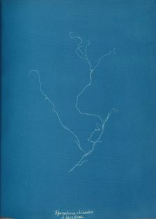 Sporochnius rhizodes ß paracloxa, ca. 1853. Creator: Anna Atkins