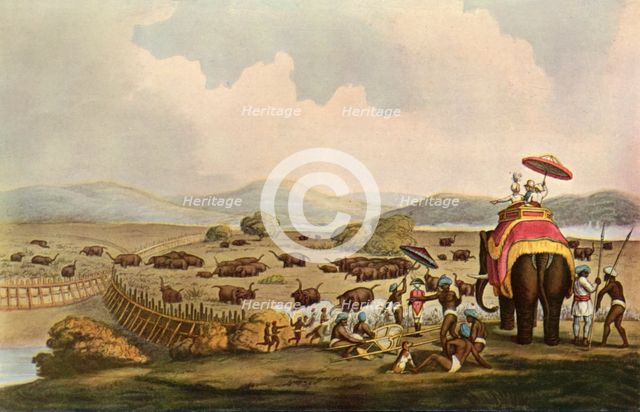 'Sport in India - Driving Elephants Into A Keddah', c1808, (1901).  Creator: Unknown.