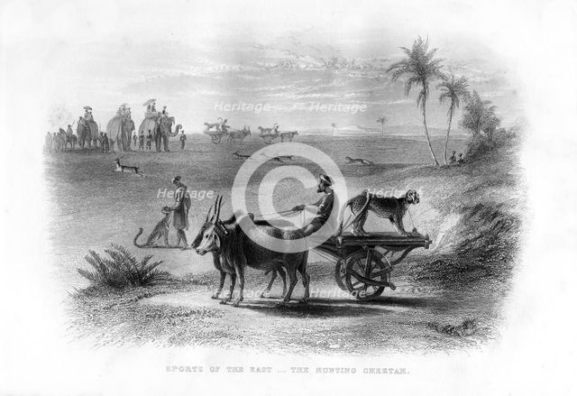 'Sports of the East, The Hunting Cheetah', 19th century. Artist: Unknown