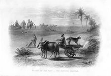 Sports of the East, The Hunting Cheetah 19th century