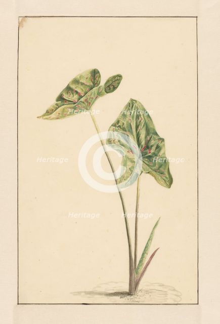 Spotted arum, 1668-1729. Creator: Vincent Laurentz van der Vinne I.