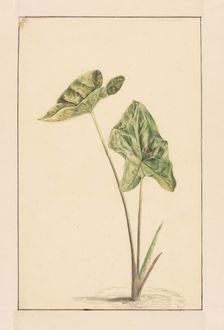 Spotted arum, 1668-1729. Creator: Vincent Laurentz van der Vinne I