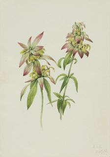 Spotted Bee Balm (Monarda punctata), 1919. Creator: Mary Vaux Walcott