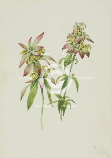 Spotted Bee Balm (Monarda punctata), 1919. Creator: Mary Vaux Walcott.