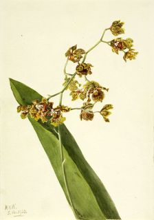 Spotted Cyrtopodium (Cyrtopodium punctatum), 1920. Creator: Mary Vaux Walcott