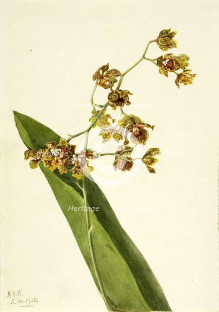 Spotted Cyrtopodium (Cyrtopodium punctatum), 1920. Creator: Mary Vaux Walcott.
